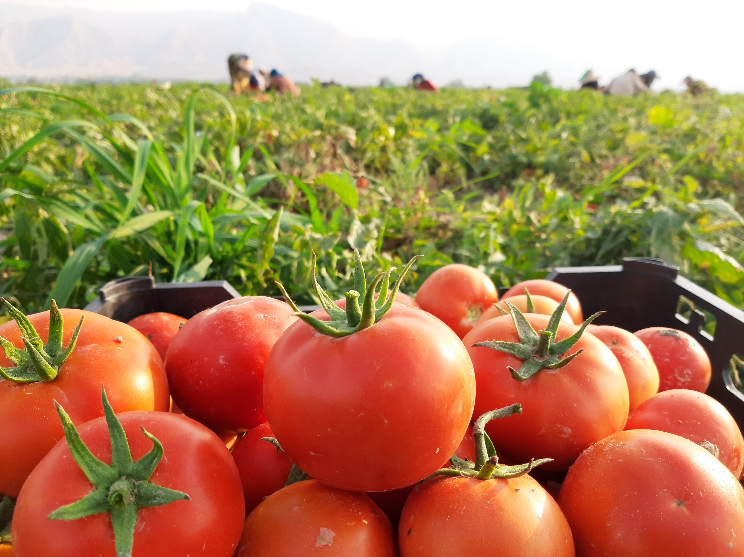 گزارش تصویری ازآغاز برداشت گوجه فرنگی از مزارع شهر بنک