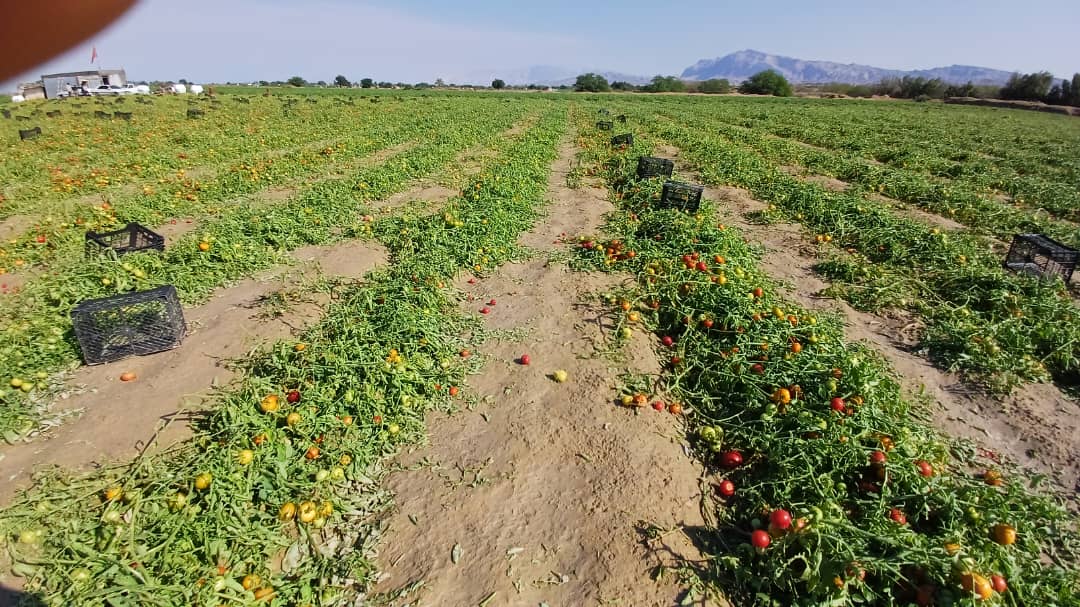 بارش ناگهانی تگرگ به مزارع گوجه‌فرنگی بردخون خسارت زد